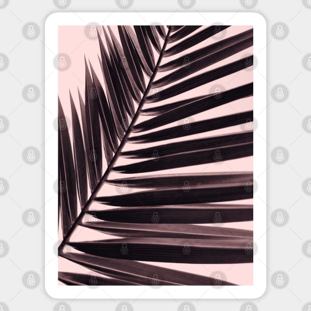 Palm leaf print, nostalgic photography, nature photo Sticker by KINKDesign